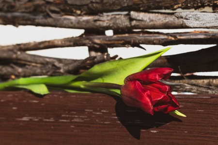 One dark red tulip on the background of a wicker fenceの写真素材