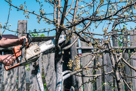 Saw the branches of a pear tree with a chainsaw