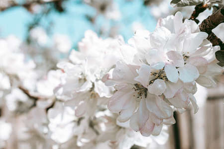 Flowers on a branch of an apple tree. Vintage photographyの写真素材