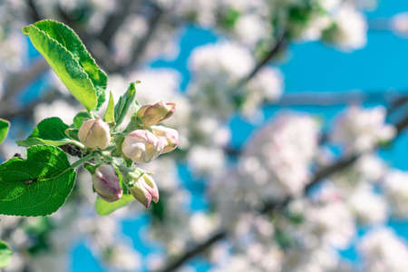 Bright blossoming apple tree branch. Spring background