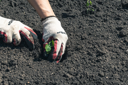 Planting plants in open ground. Female hands in white glovesの写真素材