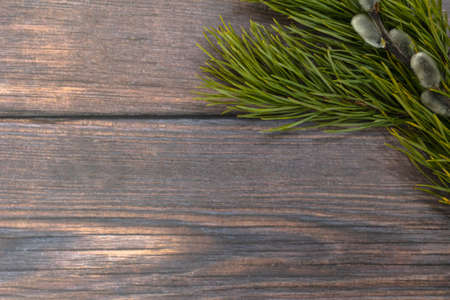 Easter background. A branch of green pine and pussy willow in the upper right corner on a dark wood...