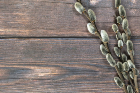 Easter background. Willow on the right against a dark wood background.の写真素材