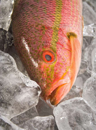 red snapper on iceの写真素材