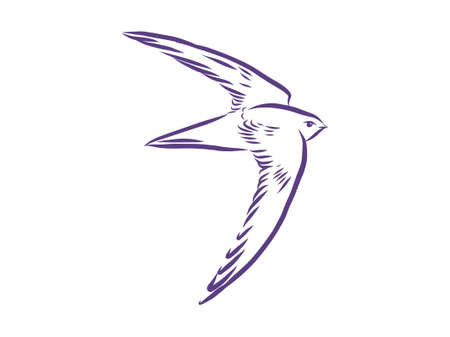 Swallow in flight, contour vector illustration.のイラスト素材