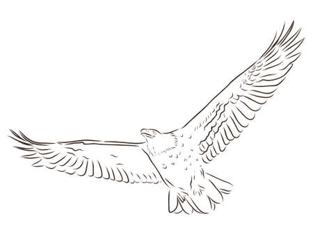 Eagle in flight, contour illustrationのイラスト素材