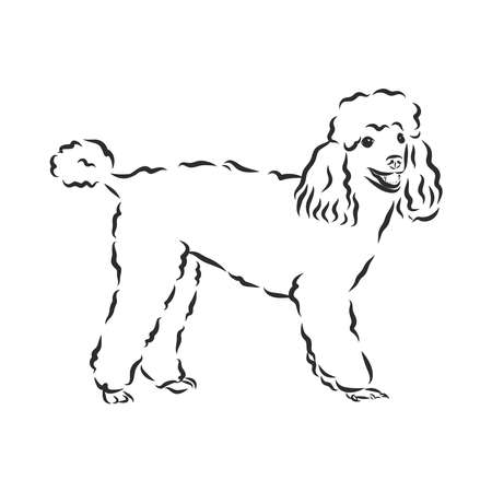 Poodle dog - vector illustrationのイラスト素材