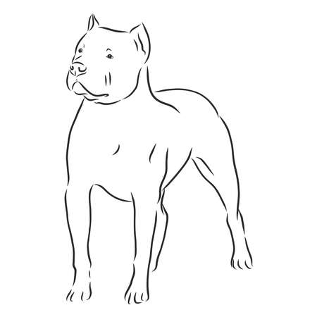 Drawing of pitbull dog isolated on white backgroundのイラスト素材