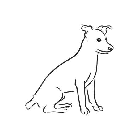 Hand drawn sketch of cute funny Jack Russell Terrier. Vector Illustrationのイラスト素材