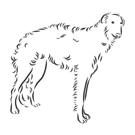 Russian borzoi, dog sketch, hunting dog contour vector illustrationのイラスト素材