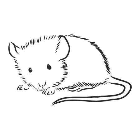 Mouse vector sketch icon isolated on background. Hand drawn Mouse icon. Mouse sketch icon for infographic, website or app.のイラスト素材