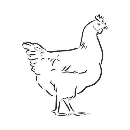 chicken drawn at full length, side view. Black and white sketch illustration home farm poultry, the concept of chicken meat, feather products and eggs.のイラスト素材