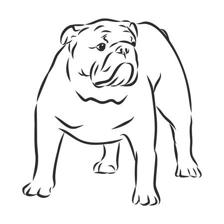 English bulldog - isolated outlined vector illustrationのイラスト素材