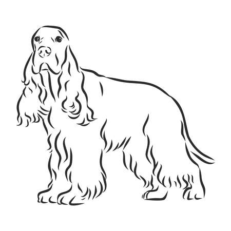 Hand drawn vector illustration English Cocker Spaniel. Sketch style dog. Realisticのイラスト素材