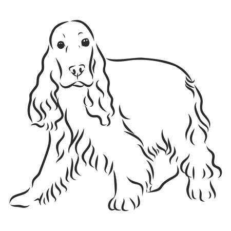 Hand drawn vector illustration English Cocker Spaniel. Sketch style dog. Realisticのイラスト素材