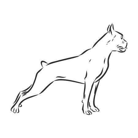 Silhouette, contour of the dog muzzle Boxer breed of black color on a white background surrounded by lines of various widths.のイラスト素材