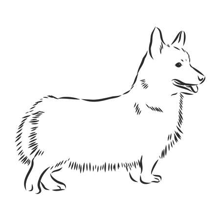 Welsh Corgi dog sketch, contour vector illustrationのイラスト素材