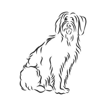 Briard French shepherd dog sketch, contour vector illustrationのイラスト素材