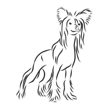 dog,chinese crested breed,black and white vector picture isolated on white background,front view image,sitting poseのイラスト素材