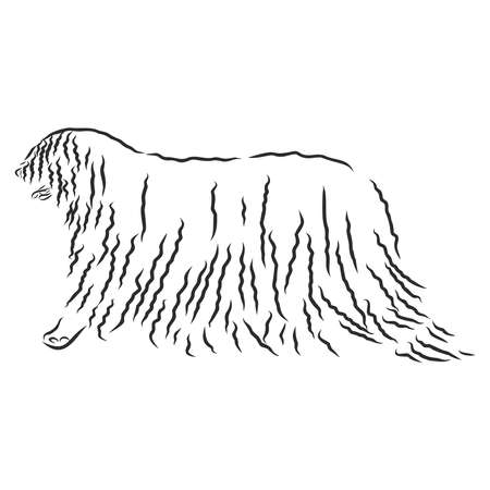 The Komondor , also known as the Hungarian sheepdog, is a large, white-coloured Hungarian breed of livestock guardian dog with a longのイラスト素材