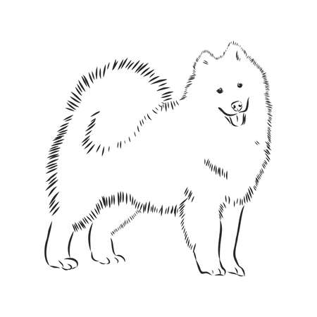 Samoyed dog breed vector illustration from the dog show sign symbol set. Working dogs breed from Siberia, used as a sled dog, a reindeer herder, a guard dog, as a companion to hunters and fishermenのイラスト素材