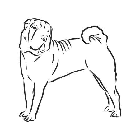 Shar Pei dog breed in front isolated on white background.のイラスト素材