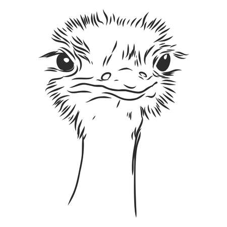 Vector illustration. Hand drawn realistic sketch of ostrichのイラスト素材