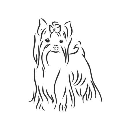 Yorkshire Terrier dog - hand drawn vector llustration isolatedのイラスト素材