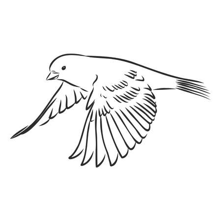 Sparrow bird engraving vector illustration. Scratch board style imitation. Hand drawn image.のイラスト素材