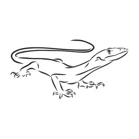 Lizard reptile line art hand drawn vector tattoo sketch ink illustration on white backgroundのイラスト素材