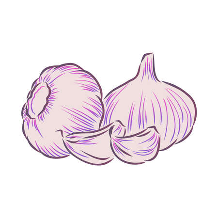 Garlic. Hand-drawn illustration converted to vectors. Pastel effect coloring. Colors are ready to change.のイラスト素材