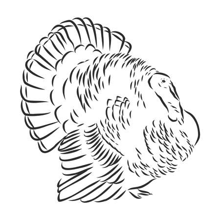 Hand drawn vector illustration of turkey. Isolated on white background.のイラスト素材