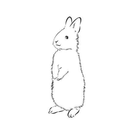 rabbit, pet, symbol, realistic vector sketch illustrationのイラスト素材