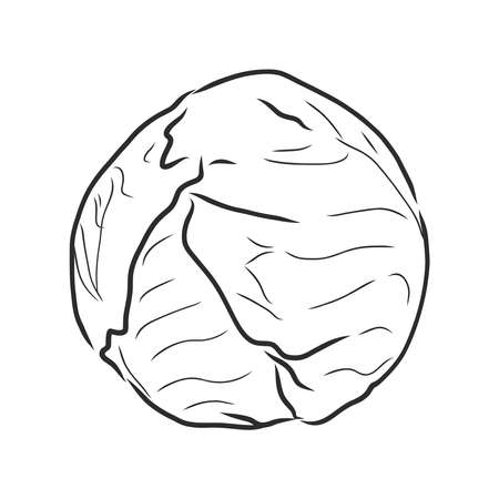 cabbage forks, vegetable food symbol. vector sketch illustrationのイラスト素材