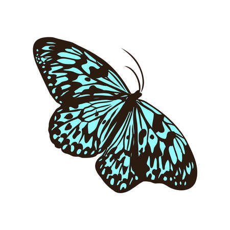 colorful realistic butterfly, insect, vector illustration for decorationのイラスト素材