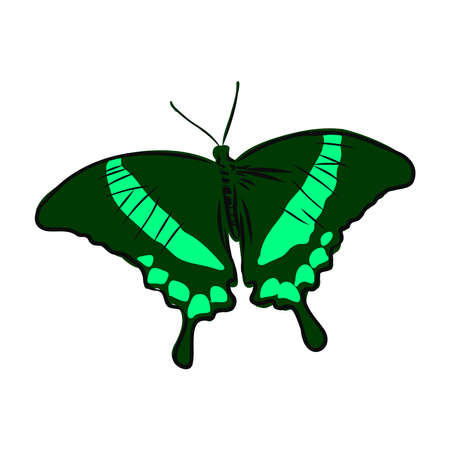 colorful realistic butterfly, insect, vector illustration for decorationのイラスト素材