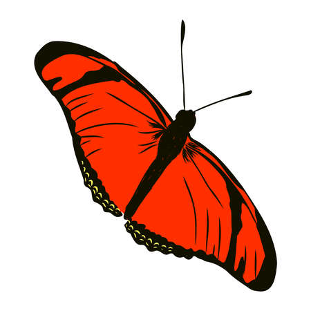 colorful realistic butterfly, insect, vector illustration for decorationのイラスト素材