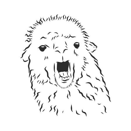 Alpaca Llama portrait. Hand-drawn, sketchy, graphic portrait of an alpaca llama on a white background.のイラスト素材