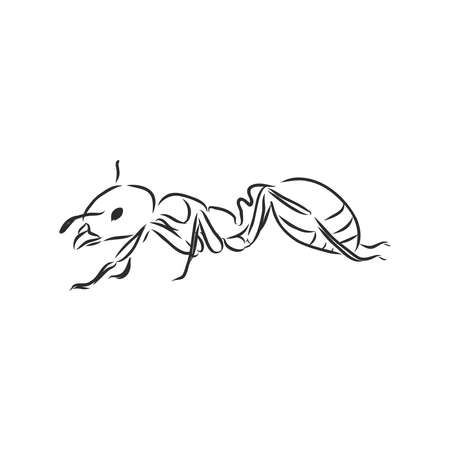 Hand drawn ant insect, one pismire painted by ink, emmet sketch vector illustration, black isolated character on white background.のイラスト素材