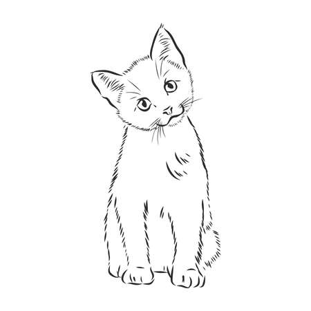 Hand drawing cat. Sketch kitten, kitty Top viewのイラスト素材