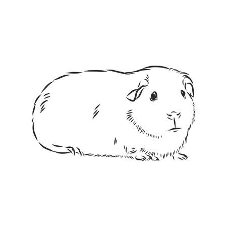 Guinea Pig Or Cavy Inky Hand Drawn Sketch Vector Illustrationのイラスト素材 イメージマート Guinea Pig Or Cavy Inky Hand Drawn Sketch Vector Illustrationのイラスト素材 イメージマート