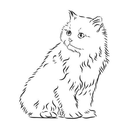 Hand drawing cat. Sketch kitten, kitty Top viewのイラスト素材