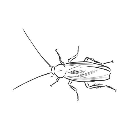 Cockroach illustration, drawing, engraving ink line art vector