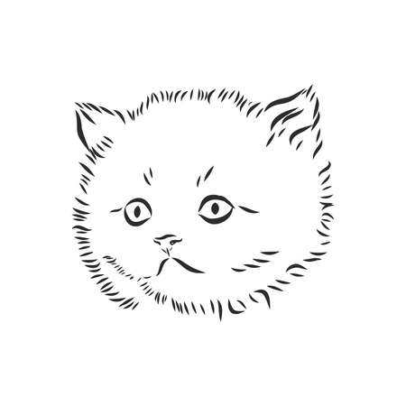 Vector sketch of a stylized kitten's faceのイラスト素材