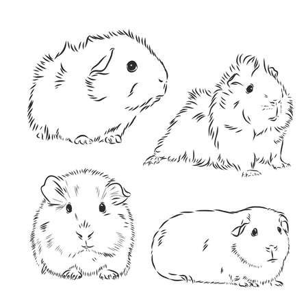 Guinea Pig Or Cavy Inky Hand Drawn Sketch Vector Illustrationのイラスト素材 イメージマート Guinea Pig Or Cavy Inky Hand Drawn Sketch Vector Illustrationのイラスト素材 イメージマート