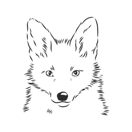 Fox portrait. Hand drawn vector illustration. Can be used separately from your design.のイラスト素材