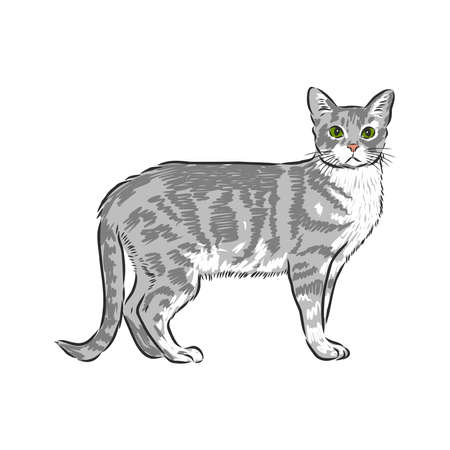 Vector hand drawn sketch sitting cat isolated on white backgroundのイラスト素材