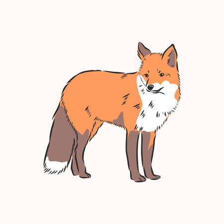 fox,vector image,side view picture isolated on white background,full lengthのイラスト素材