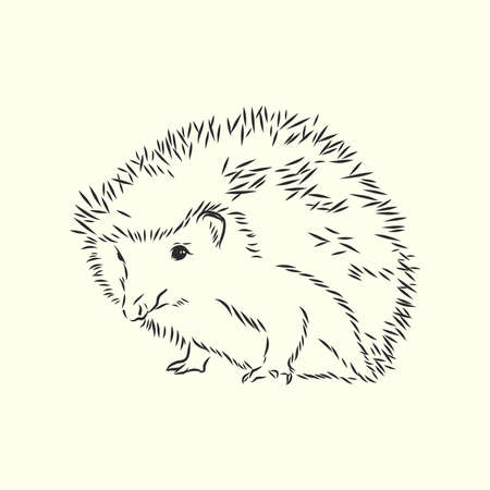 Hedgehog sketch drawing isolated on white backgroundのイラスト素材