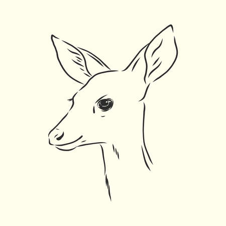 Young deer vector silhouette. fawn, vector sketchのイラスト素材